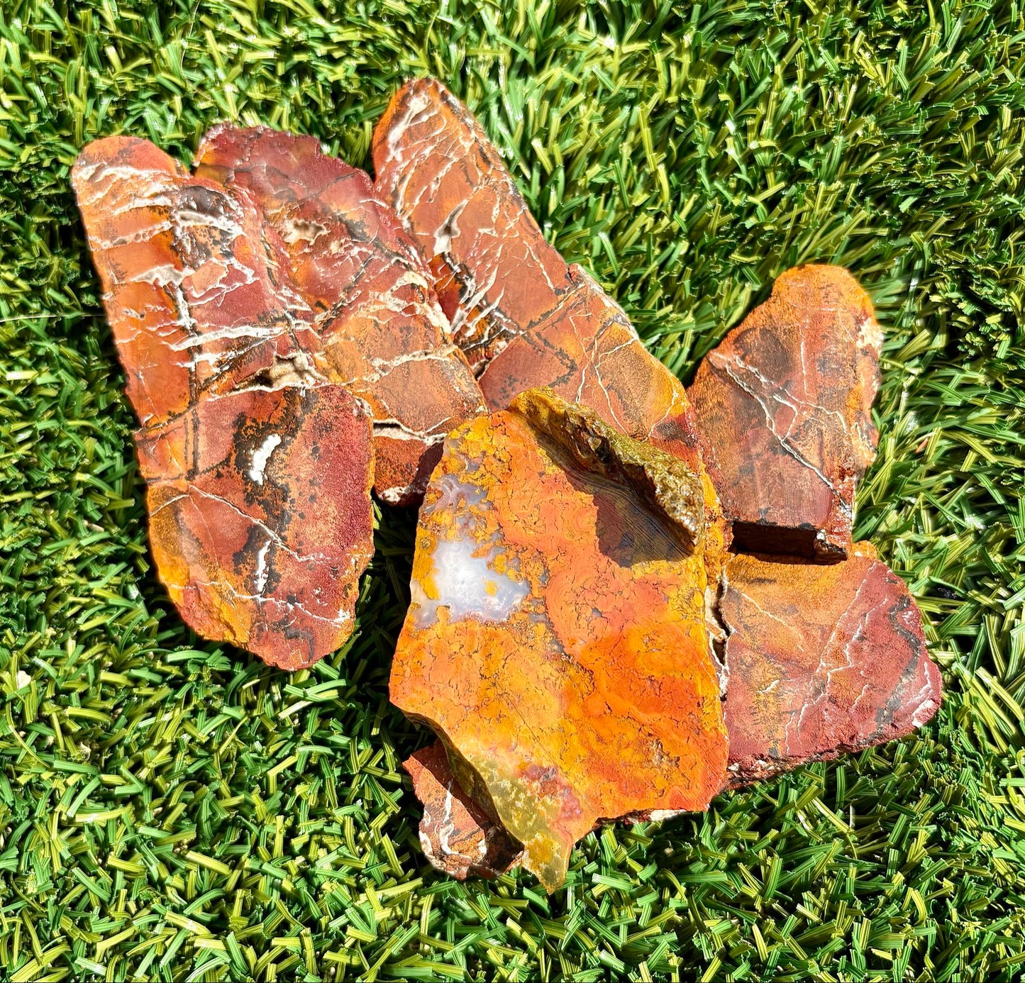 Hollbrook Rainbow Petrified Wood