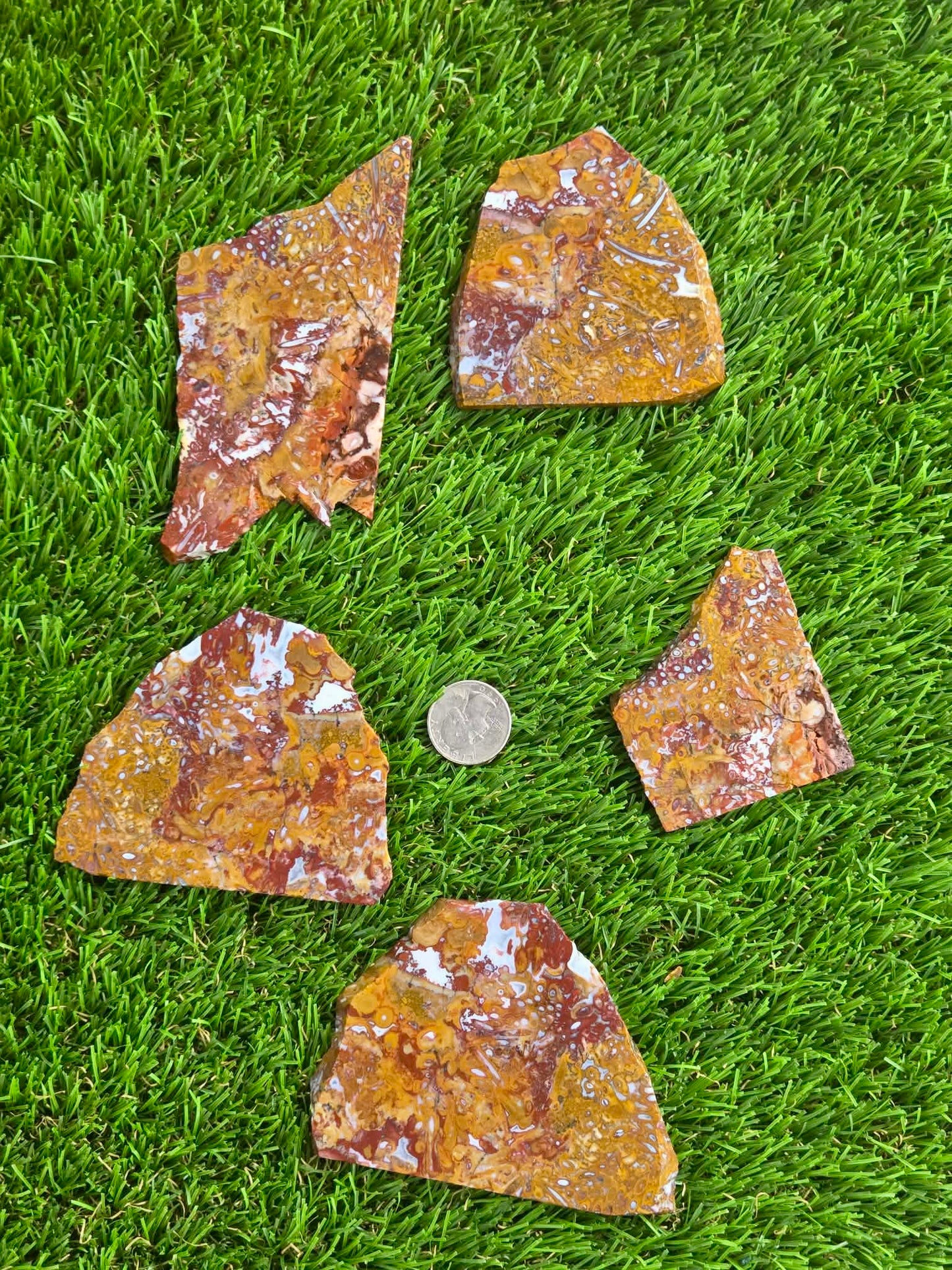 Petrified Palm Root Slabs 0775-780