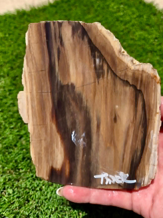 Arizona Petrified Wood I428-430