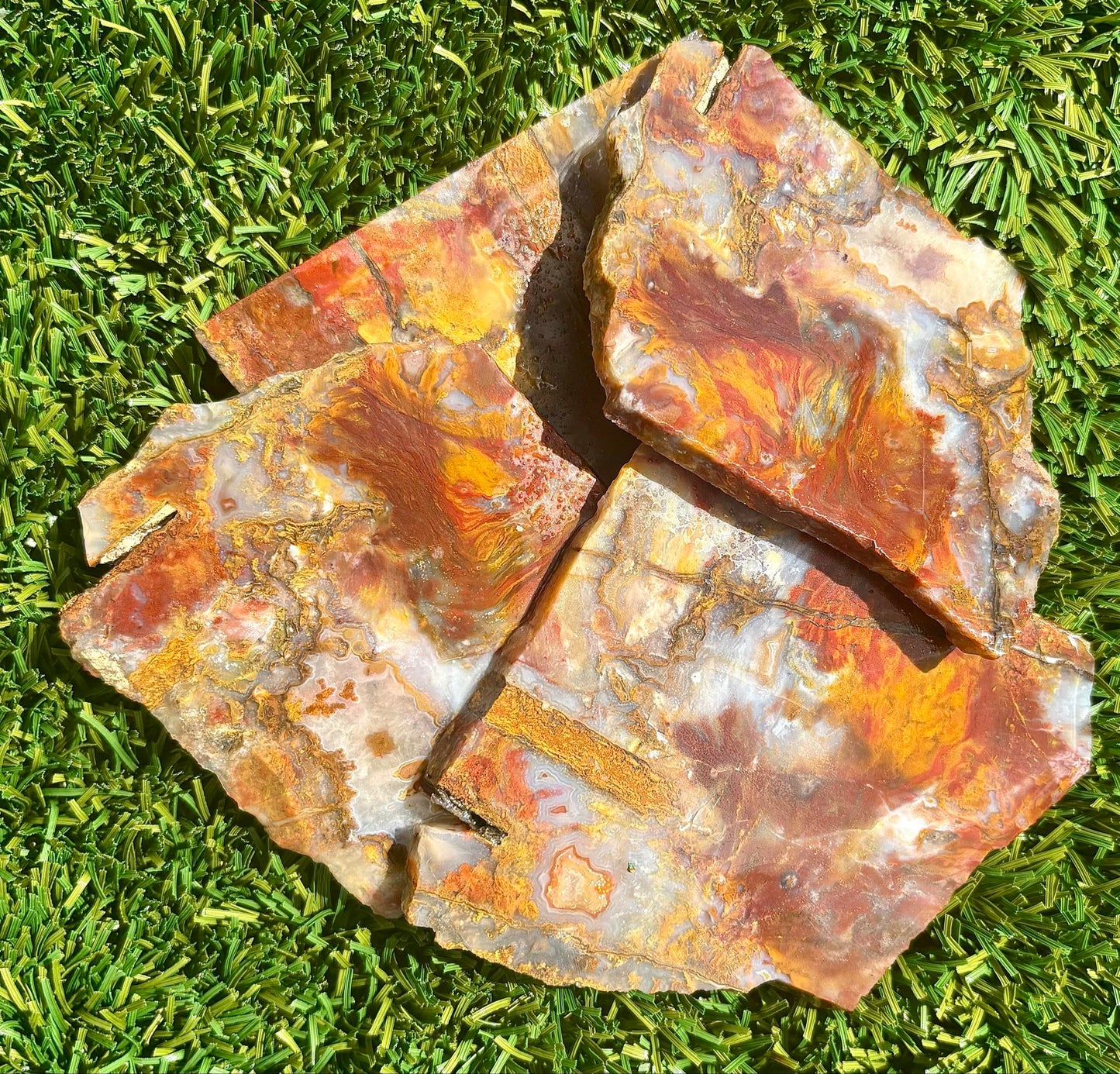 Hollbrook Rainbow Petrified Wood
