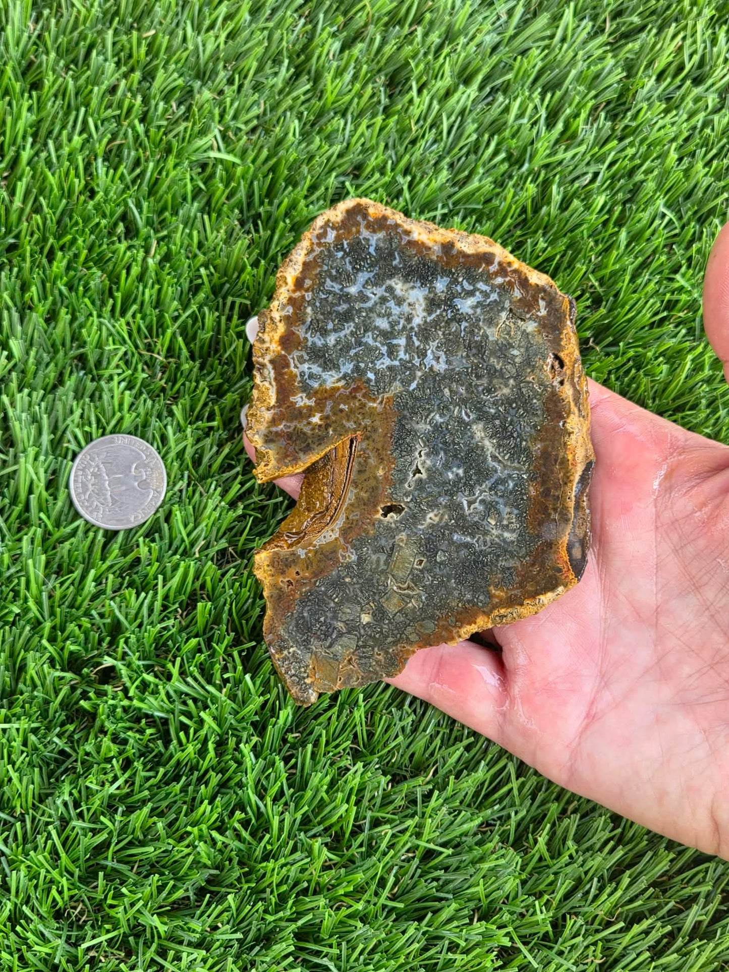 Utah Petrified Wood Slabs J485-488