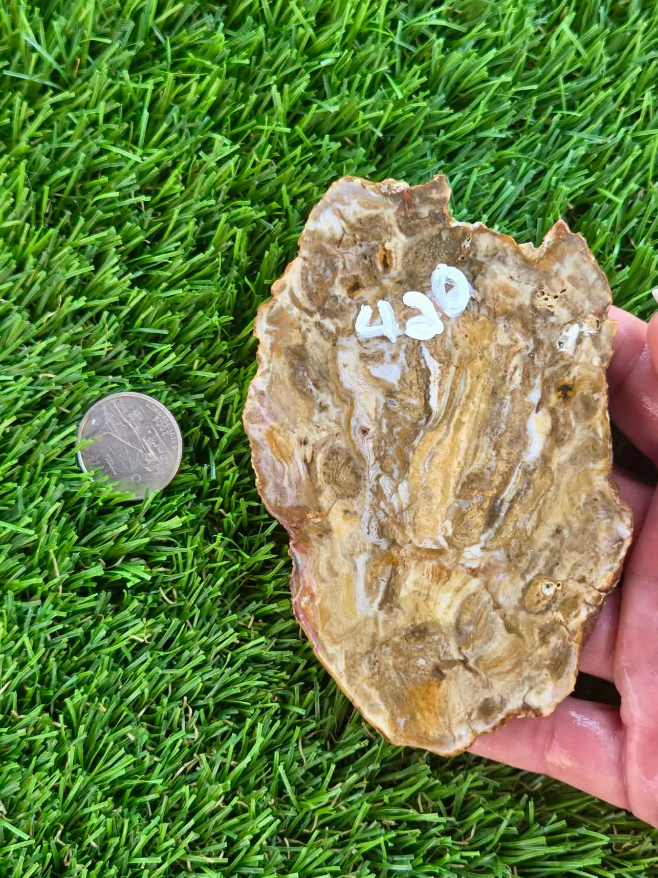 Brown Agatized Petrified Wood Slabs I420-427