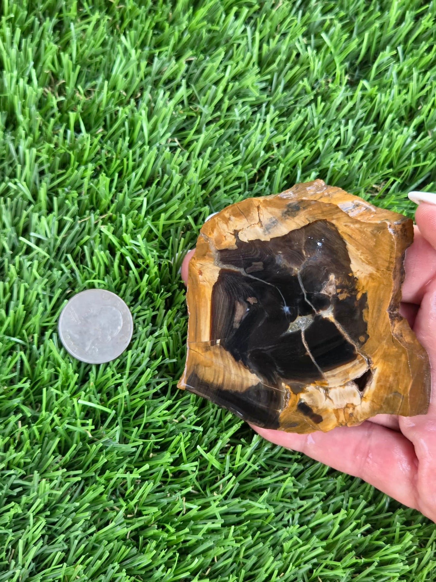 Utah Petrified Wood Slabs J470-473