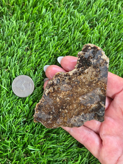 Utah Petrified Wood Slabs J480-484