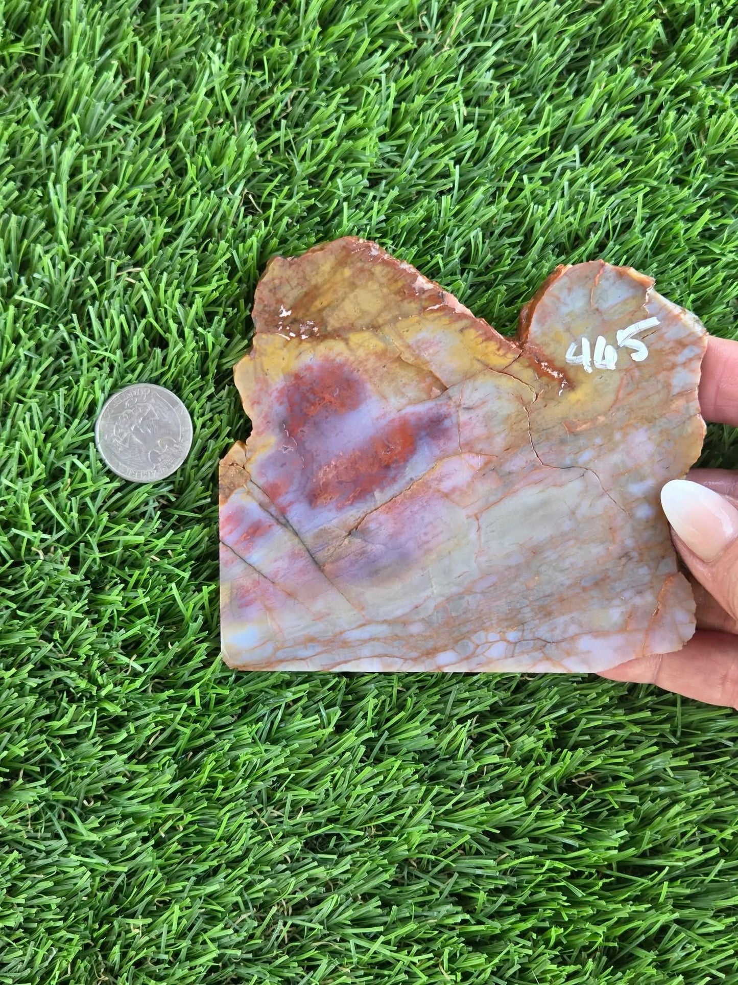 Arizona Rainbow Petrified Wood Slab J463-469