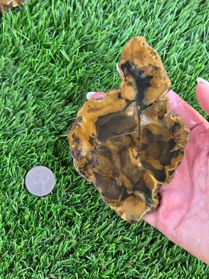 Utah Petrified Wood Slabs J474-479