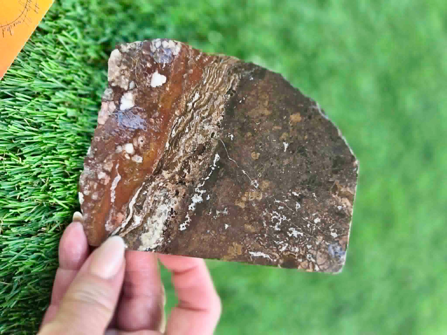 Wild Horse Jasper Slabs G342-348