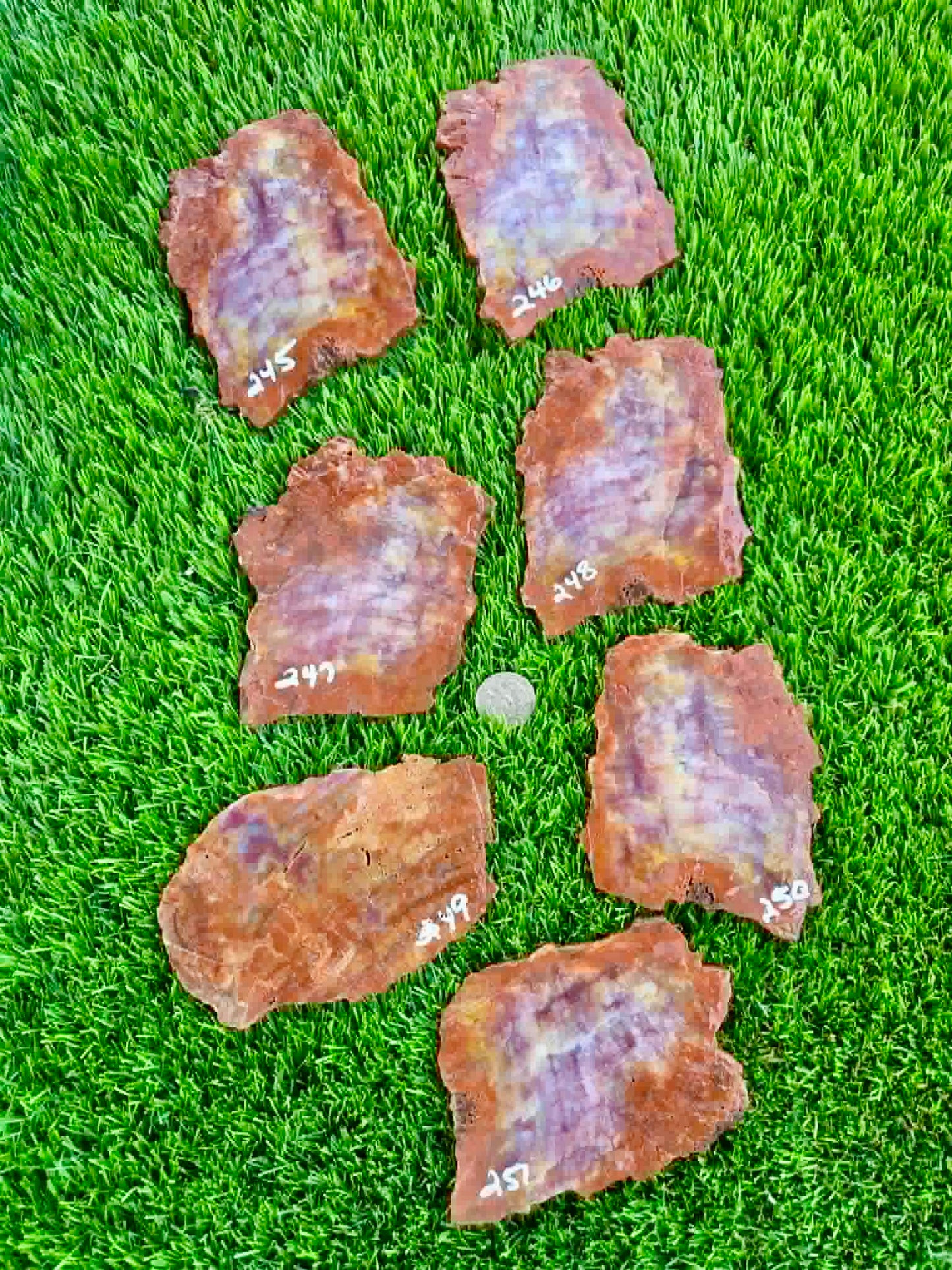 Arizona Rainbow Petrified Wood Slab 244-451