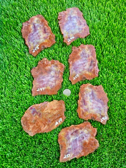Arizona Rainbow Petrified Wood Slab 244-451