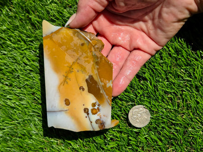 Oregon Polka Dot Jasper Slabs M612-617