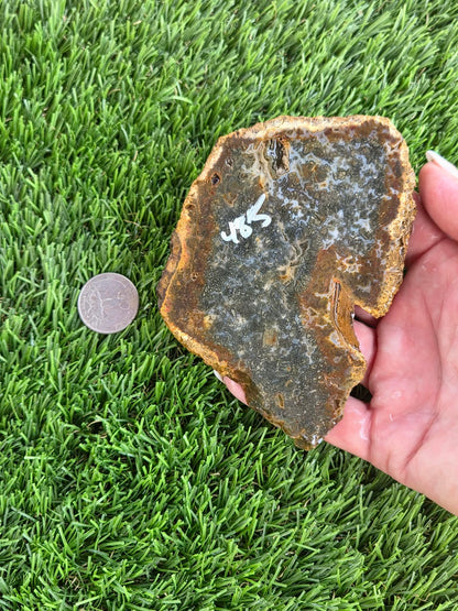 Utah Petrified Wood Slabs J485-488