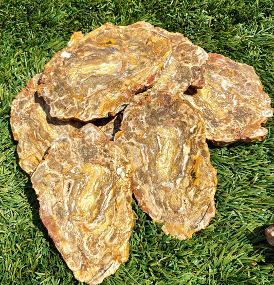 Petrified Arizona Log