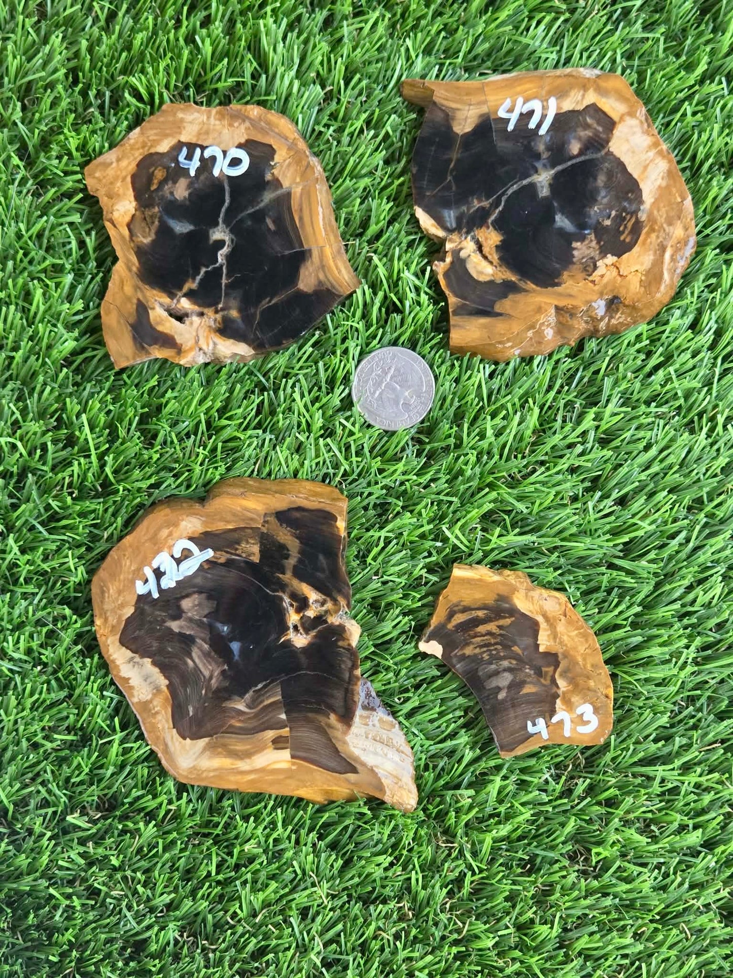 Utah Petrified Wood Slabs J470-473