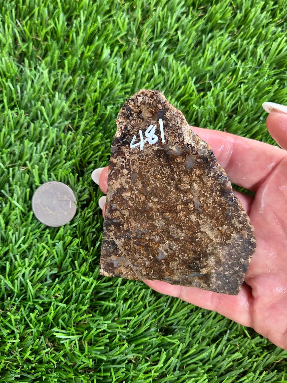 Utah Petrified Wood Slabs J480-484