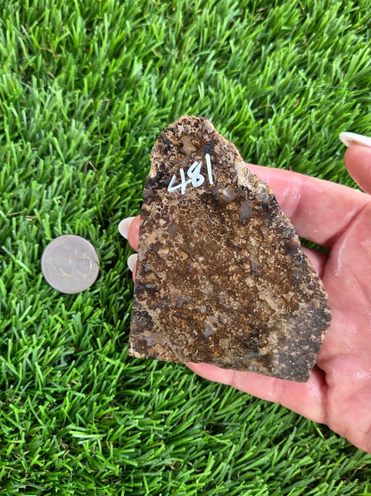 Utah Petrified Wood Slabs J480-484