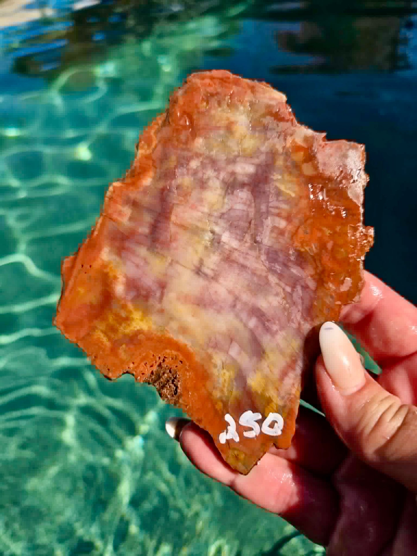 Arizona Rainbow Petrified Wood Slab 244-451