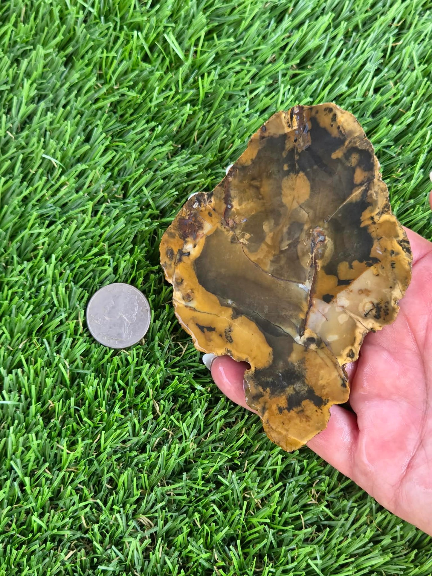 Utah Petrified Wood Slabs J474-479