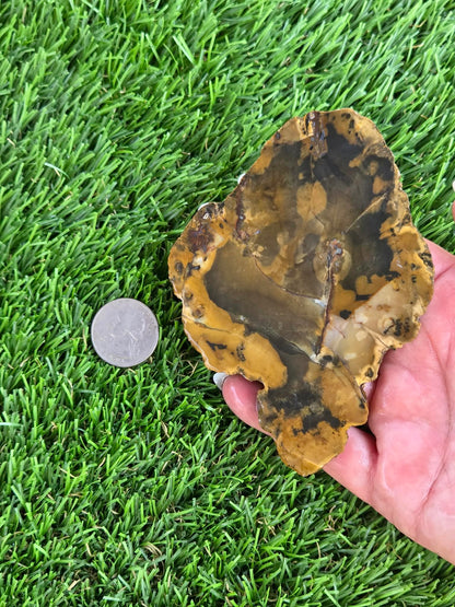 Utah Petrified Wood Slabs J474-479