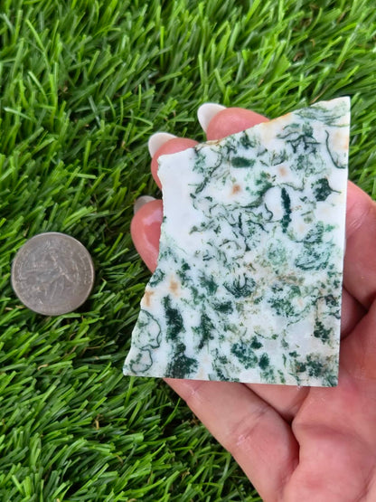 Tree Agate Slabs K523-529