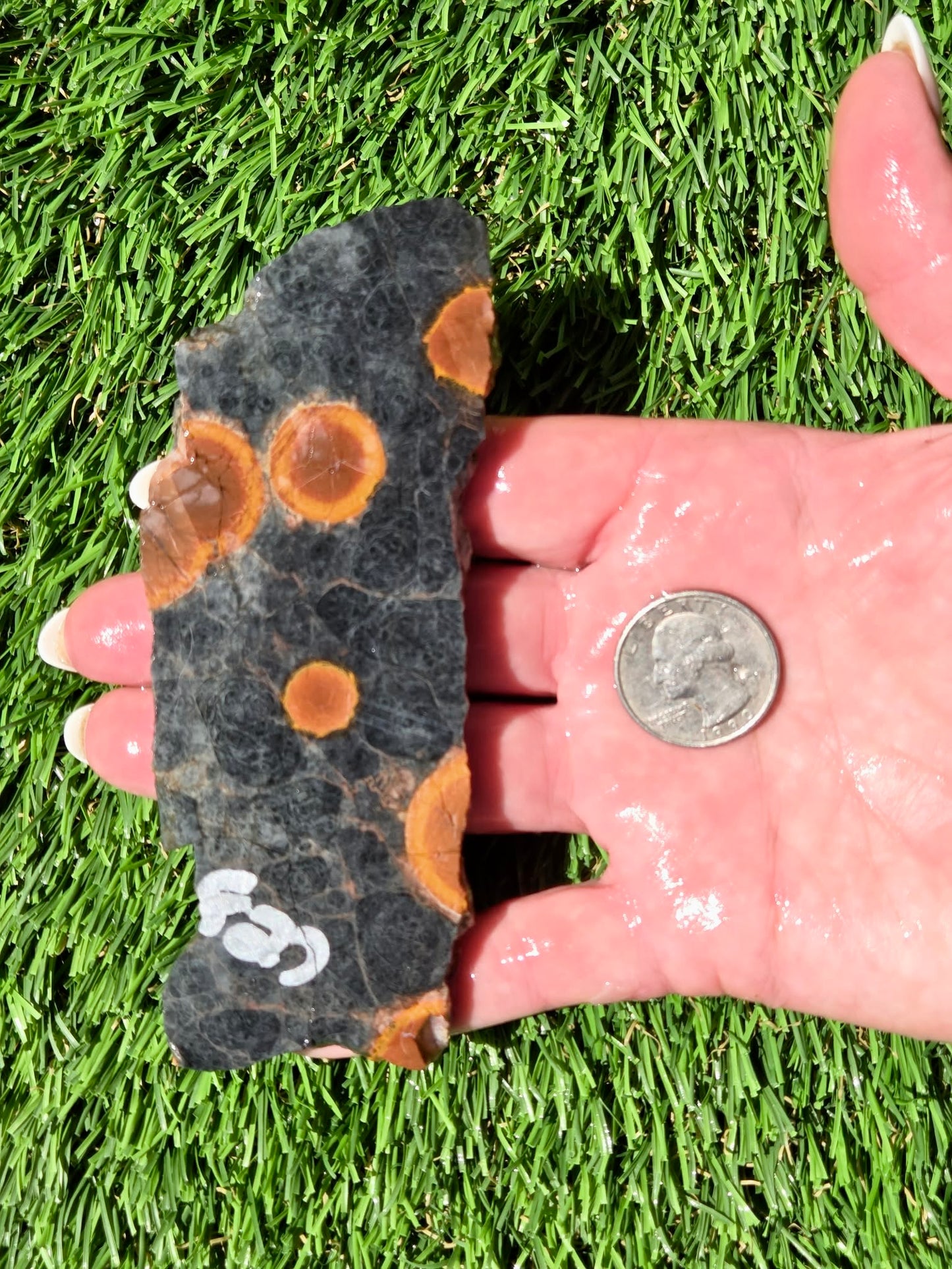 Agatized Fossil Coral Slabs Q824–830