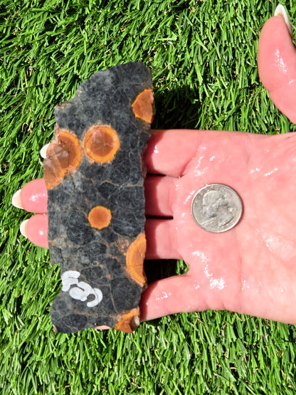 Agatized Fossil Coral Slabs Q824–830