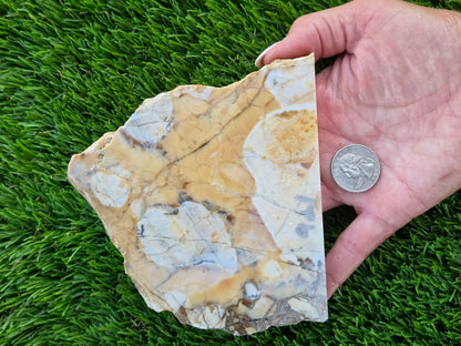 Brecciated Jasper Slabs T917–921