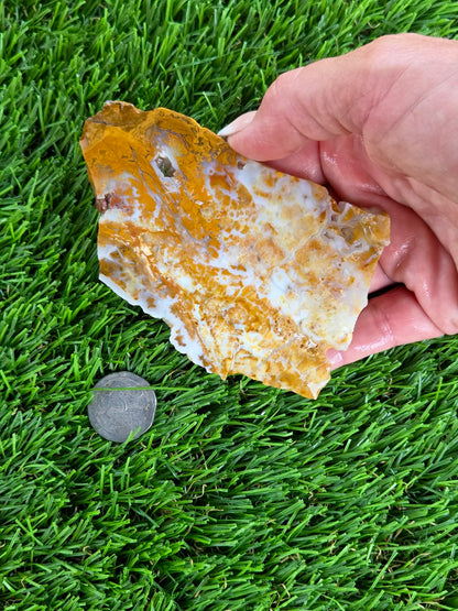 Mexican Honey Fortification Agate Slabs N663-664