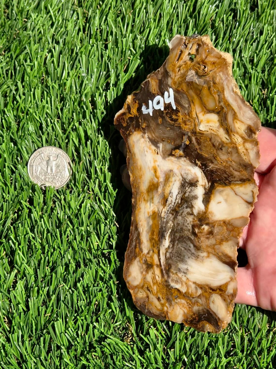 Utah Petrified Wood Slabs J492-494