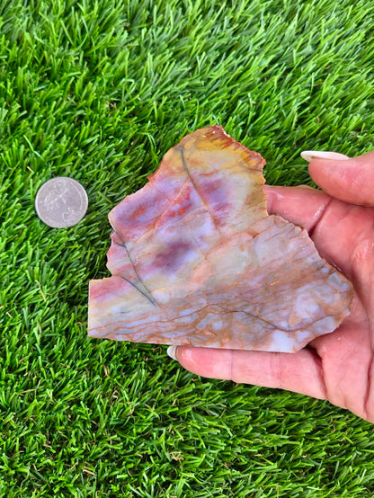 Arizona Rainbow Petrified Wood Slab J463-469
