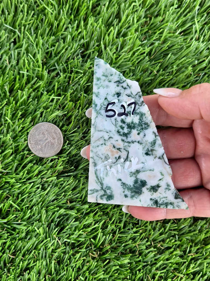 Tree Agate Slabs K523-529