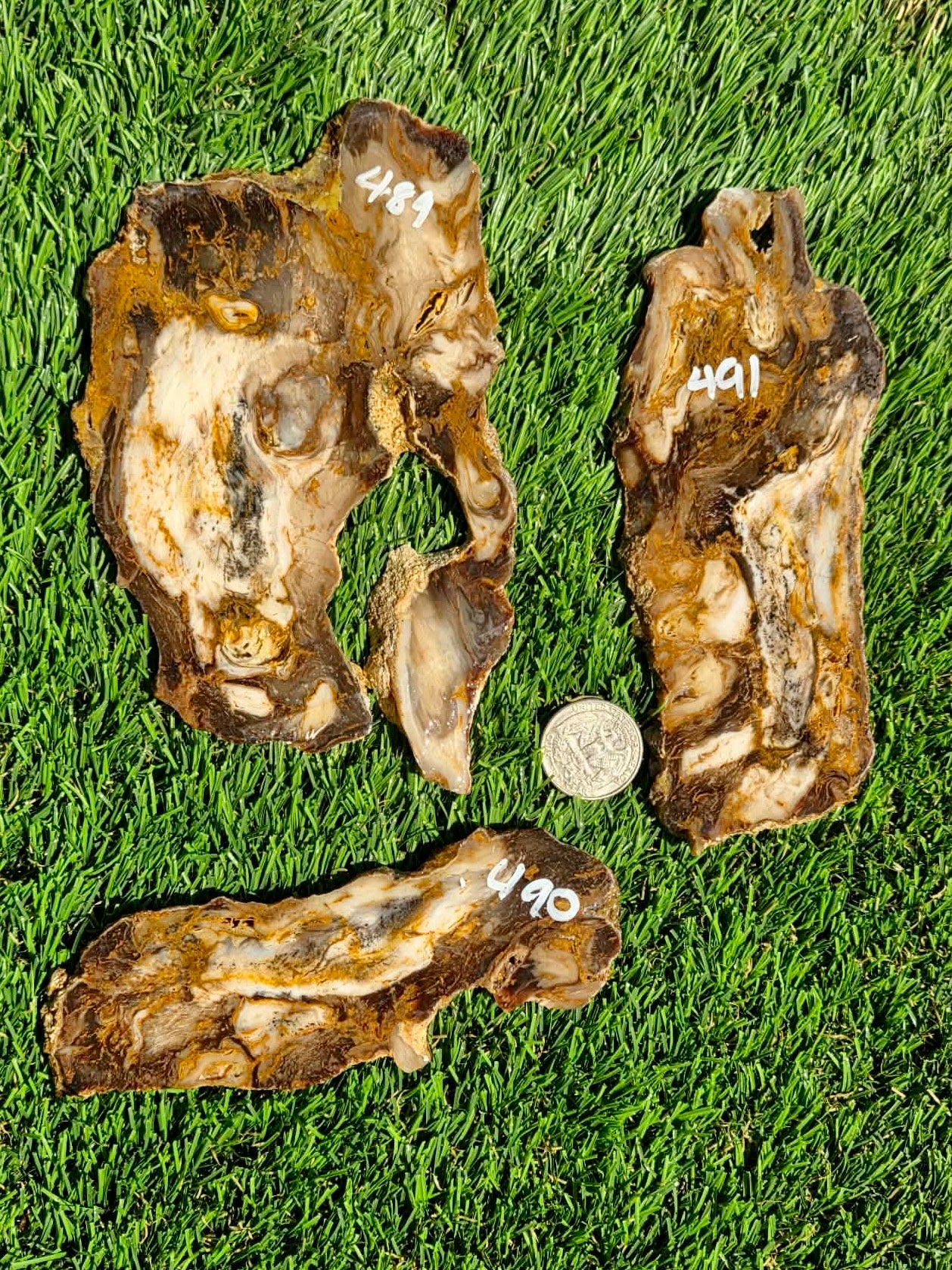Utah Petrified Wood Slabs J489-491