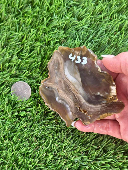 Agatized Petrified Wood Slab I431-435