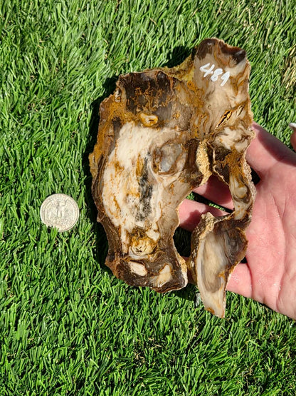 Utah Petrified Wood Slabs J489-491