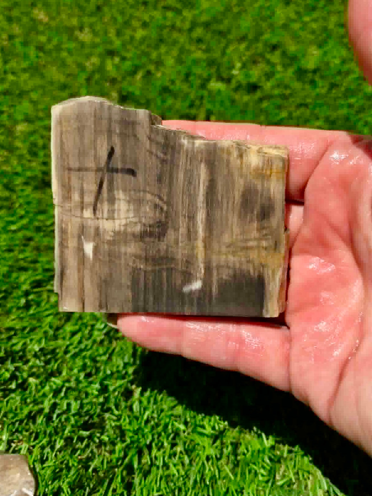 Arizona Petrified Wood I428-430