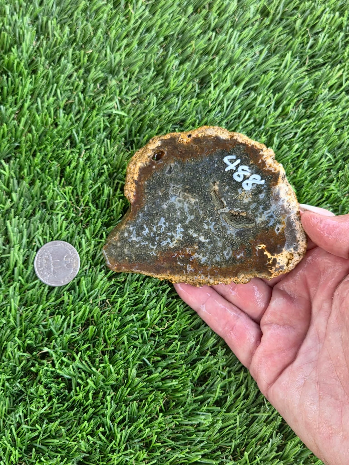 Utah Petrified Wood Slabs J485-488
