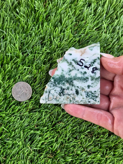 Tree Agate Slabs K523-529