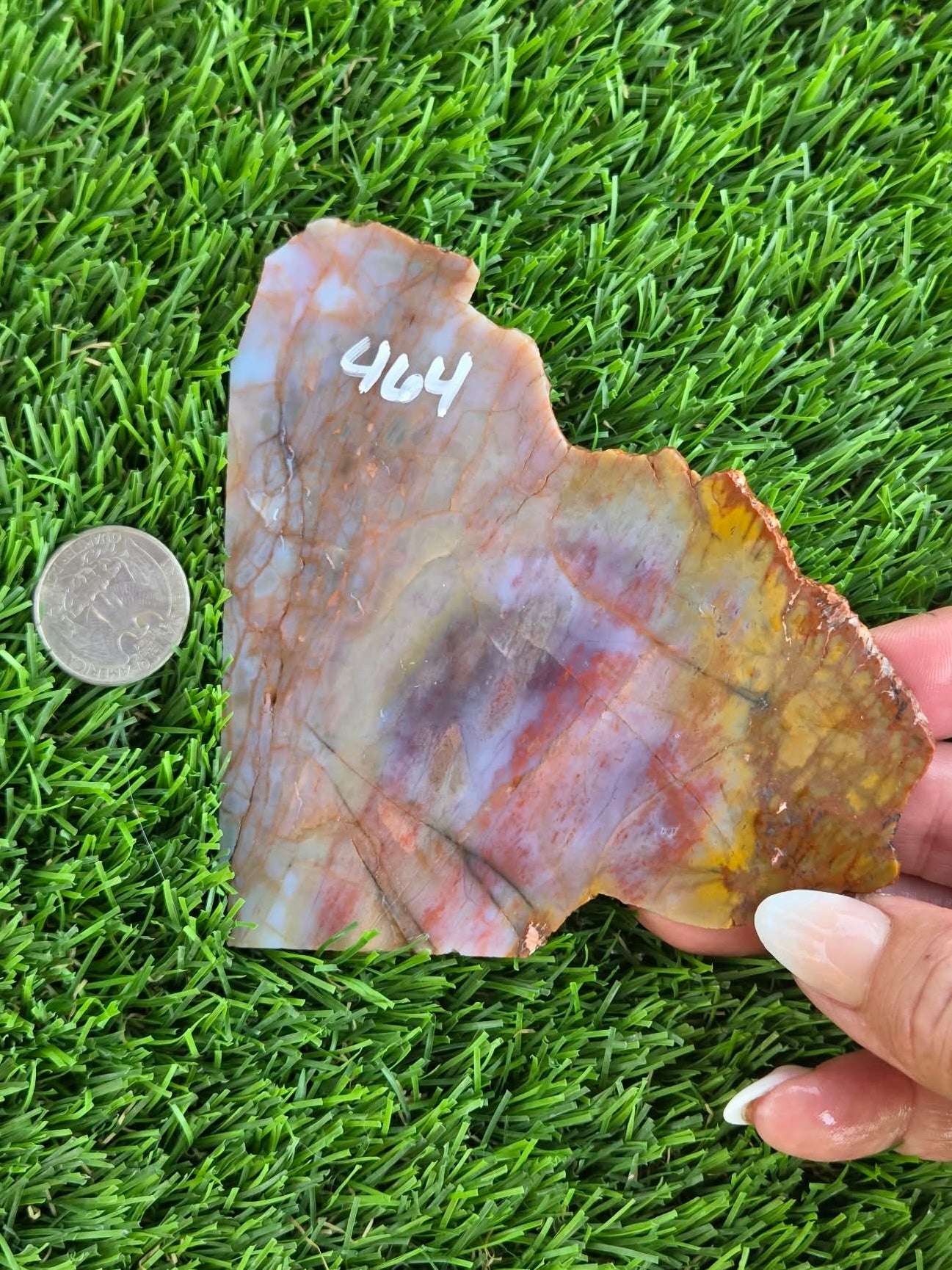 Arizona Rainbow Petrified Wood Slab J463-469
