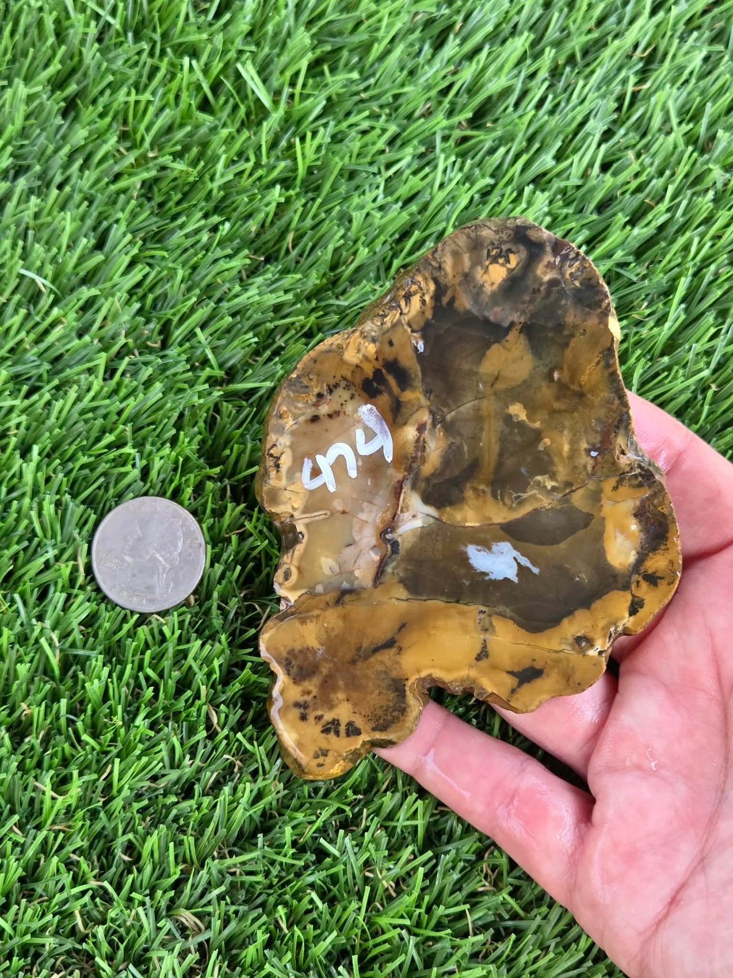 Utah Petrified Wood Slabs J474-479