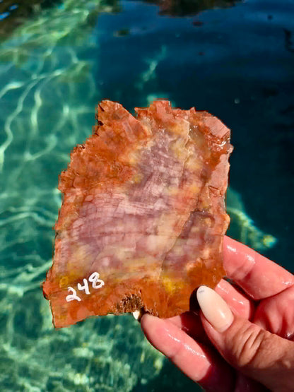 Arizona Rainbow Petrified Wood Slab 244-451