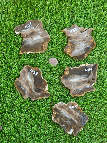 Agatized Petrified Wood Slab I431-435