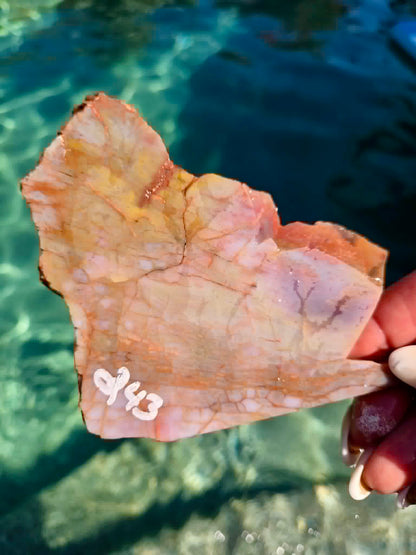 Arizona Rainbow Petrified Wood Slab 240-244