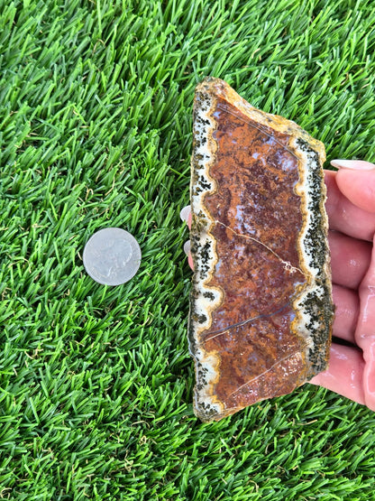 Chihuahua Lace Agate Slabs K530-533