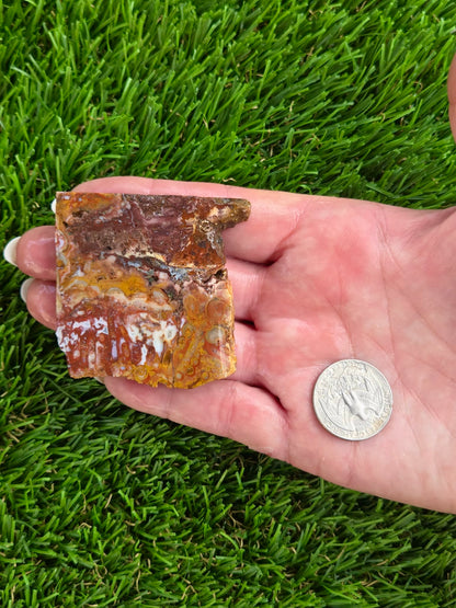 Petrified Palm Root Slabs 0781-787