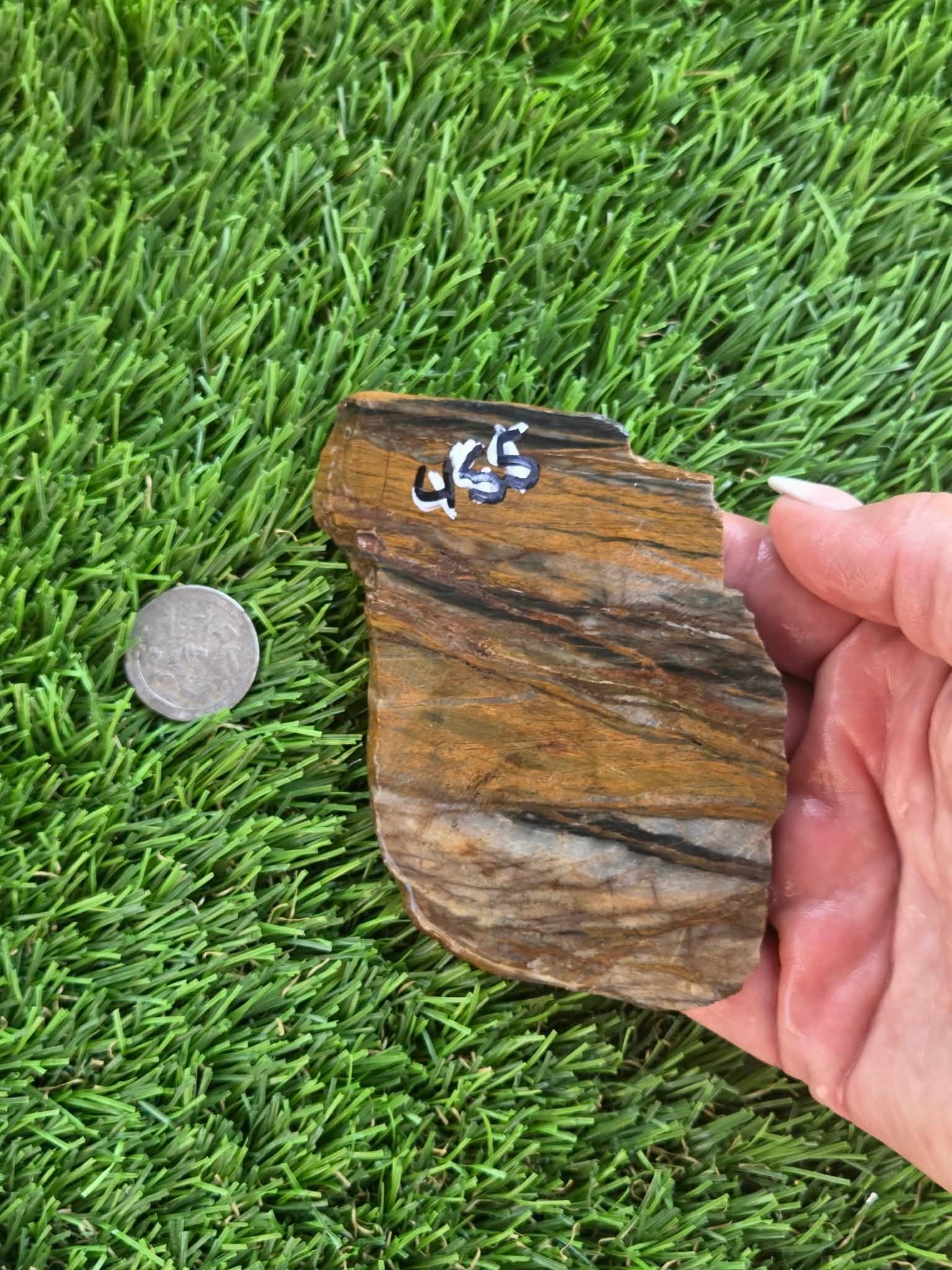 Agatized Petrified Wood Slab I453-458