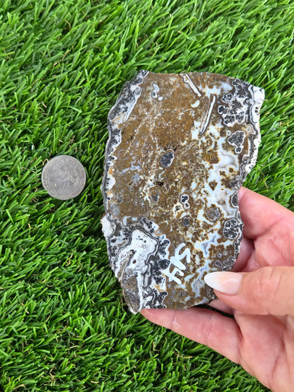 Camp Verde Agate Slabs  K512-515
