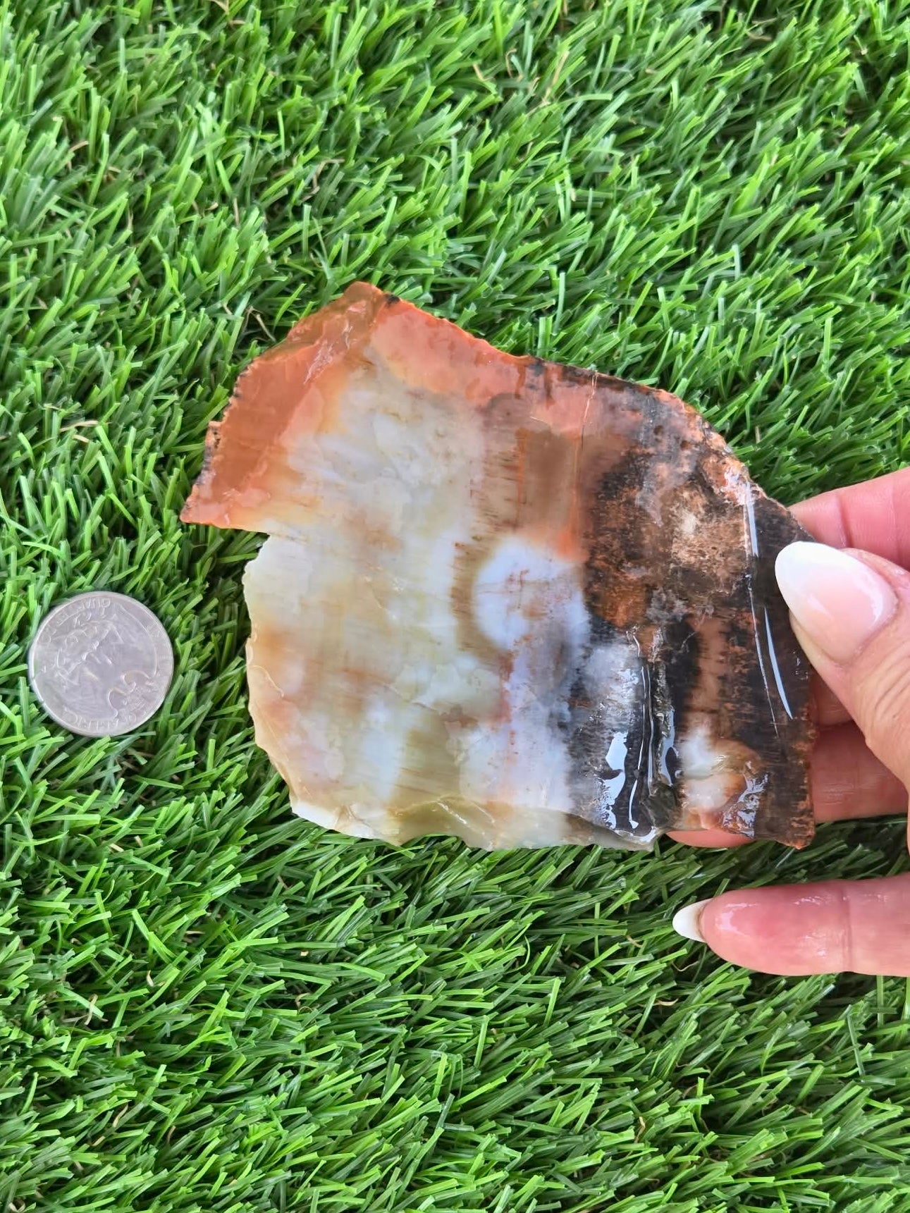 Arizona Rainbow Petrified Wood Slab J463-469