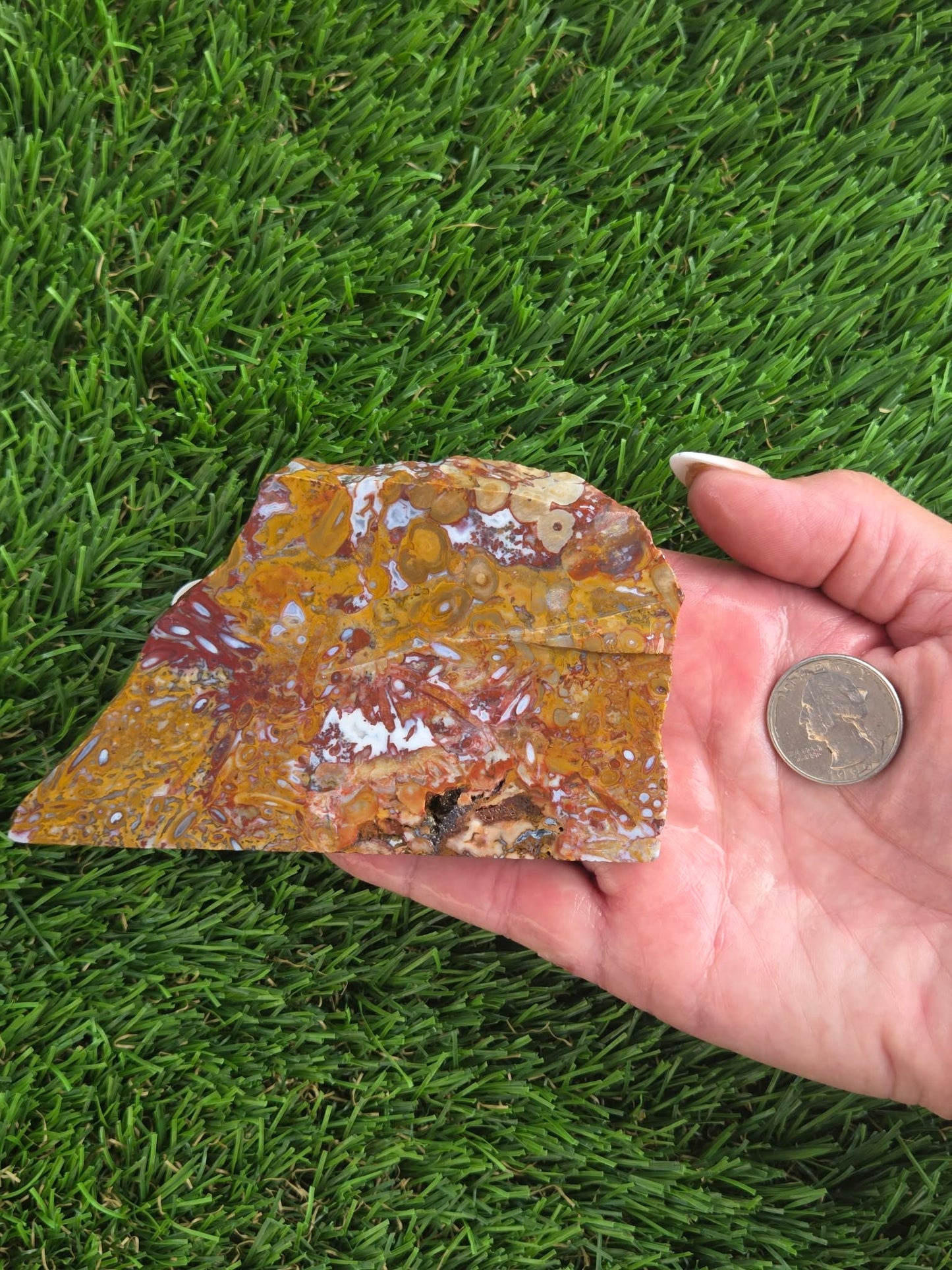 Petrified Palm Wood Slabs O788–793