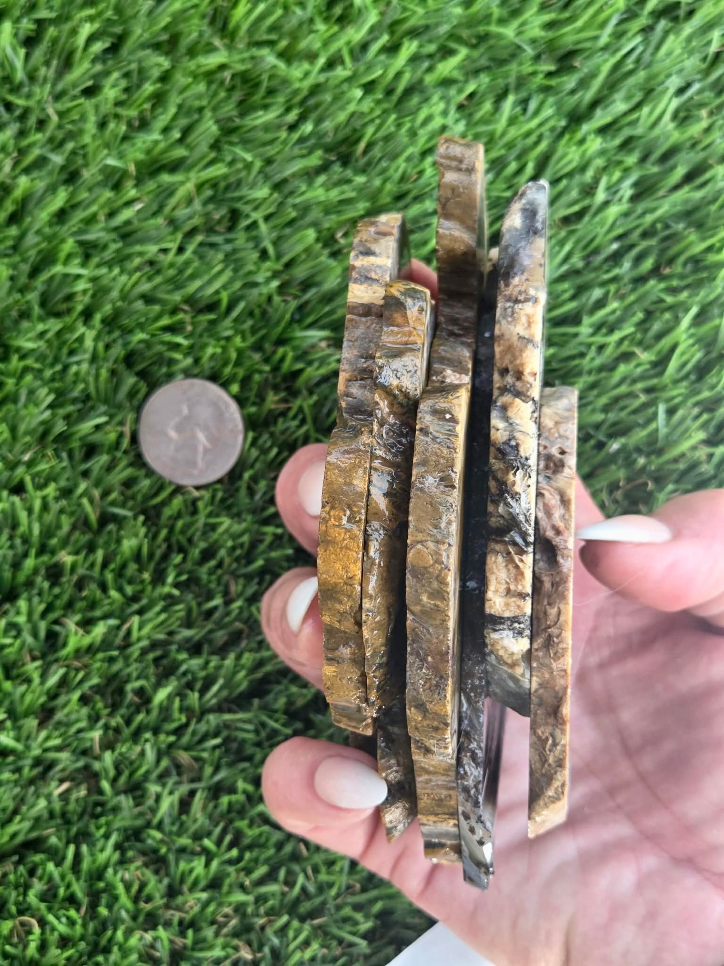 Utah Petrified Wood Slabs J474-479