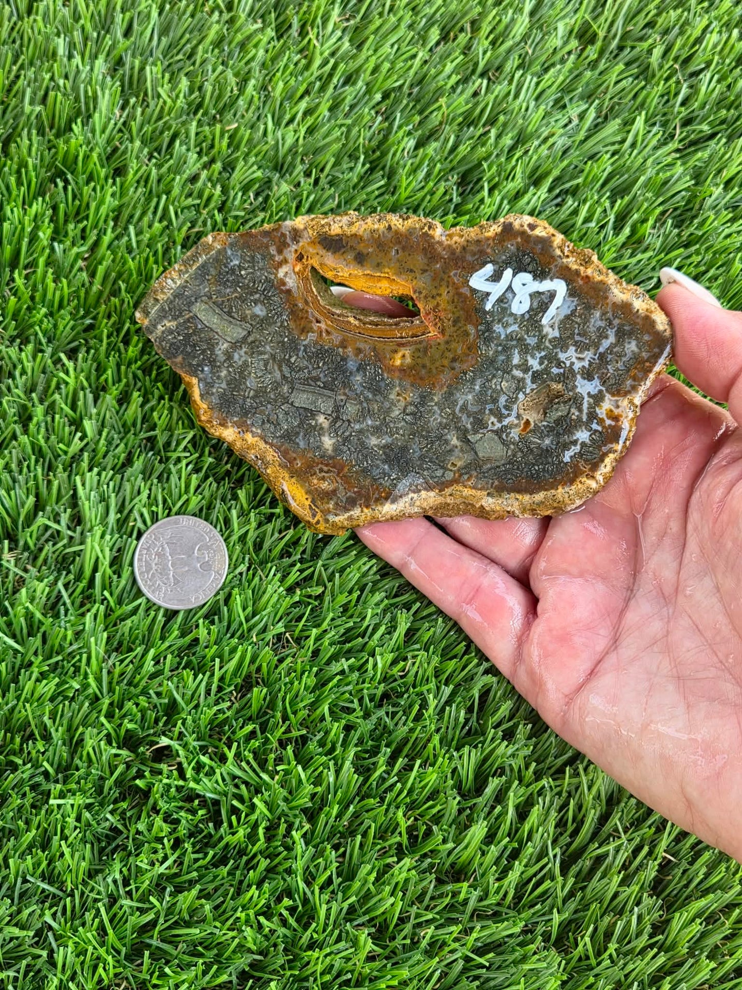 Utah Petrified Wood Slabs J485-488