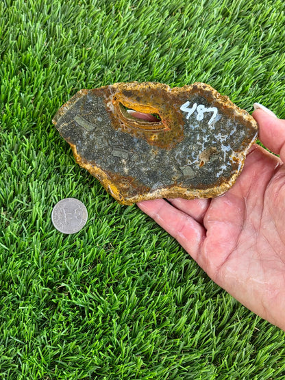 Utah Petrified Wood Slabs J485-488